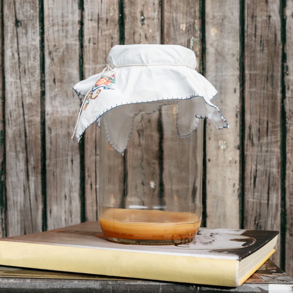 Daily Organics Scoby for Kombucha